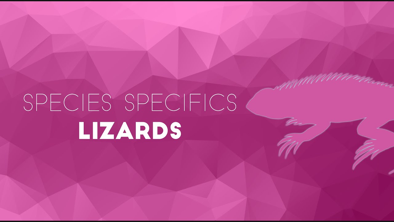Lizard Diseases You Need To Know for the NAVLE - Species Specifics
