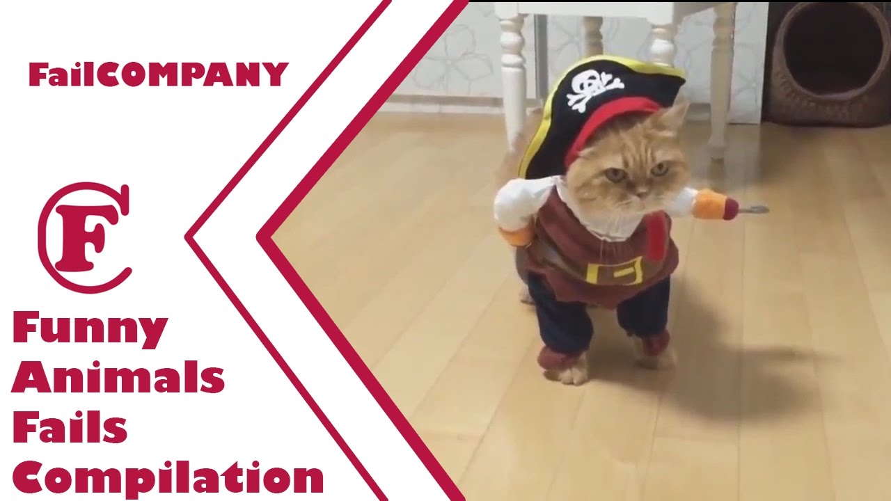 Funny Animals Fails Compilation (March 2017)