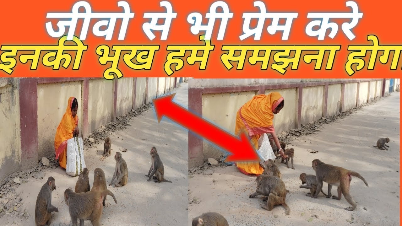 सभी जीवो से हमें प्रेम करना चाहिए#mansha dev bhumi#monkey seva#vlog#mansha dev bhumi 