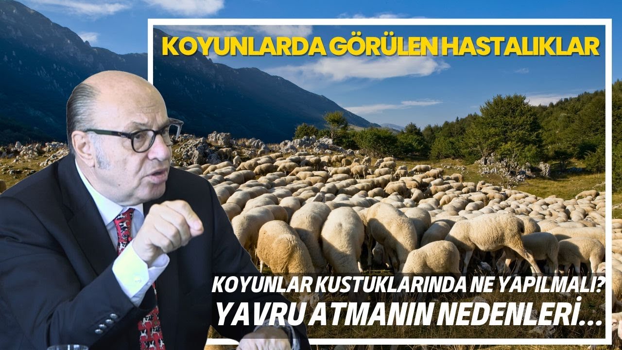 Koyunlarda Görülen Hastalıklar / Koyunlar Kustuklarında Ne Yapılmalı? Yavru Atmanın Nedenleri