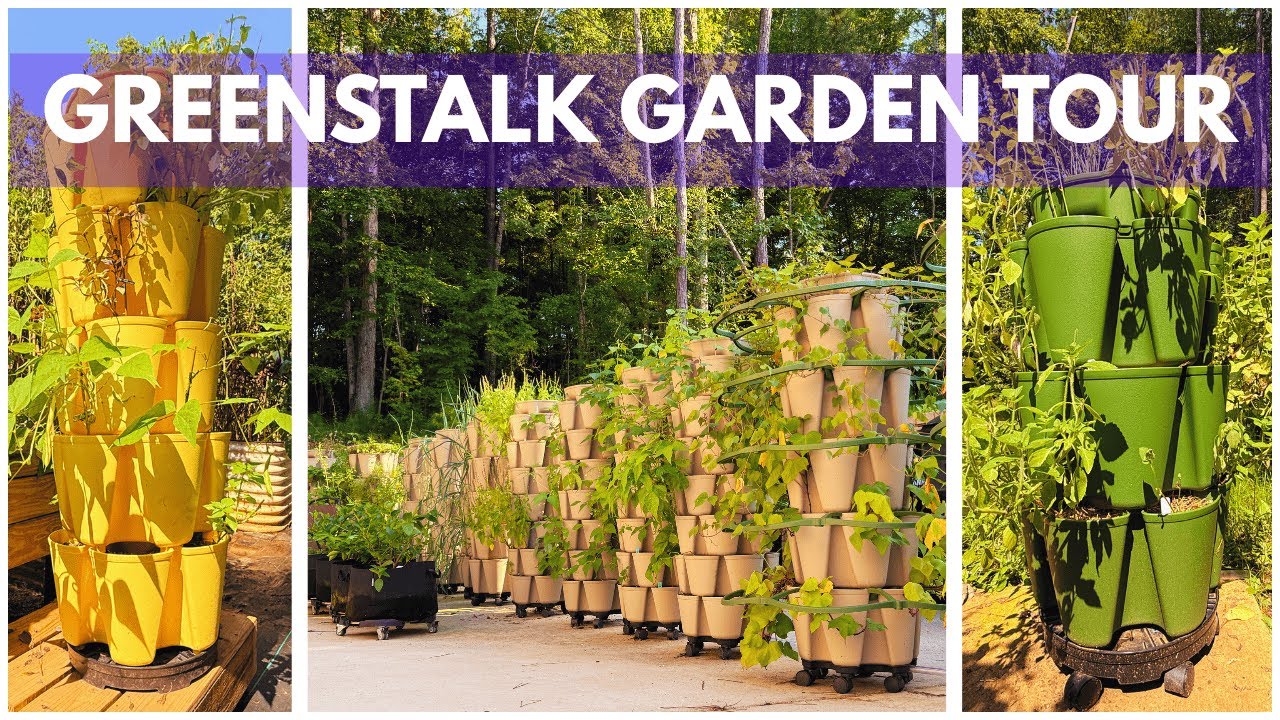 Greenstalk Garden Tour and Harvest | August 2025