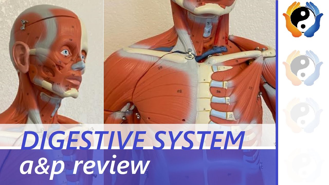 Digestive System Review