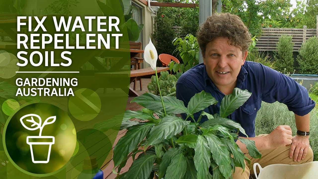 How to fix hydrophobic or water repellent soils with organic wetting agents