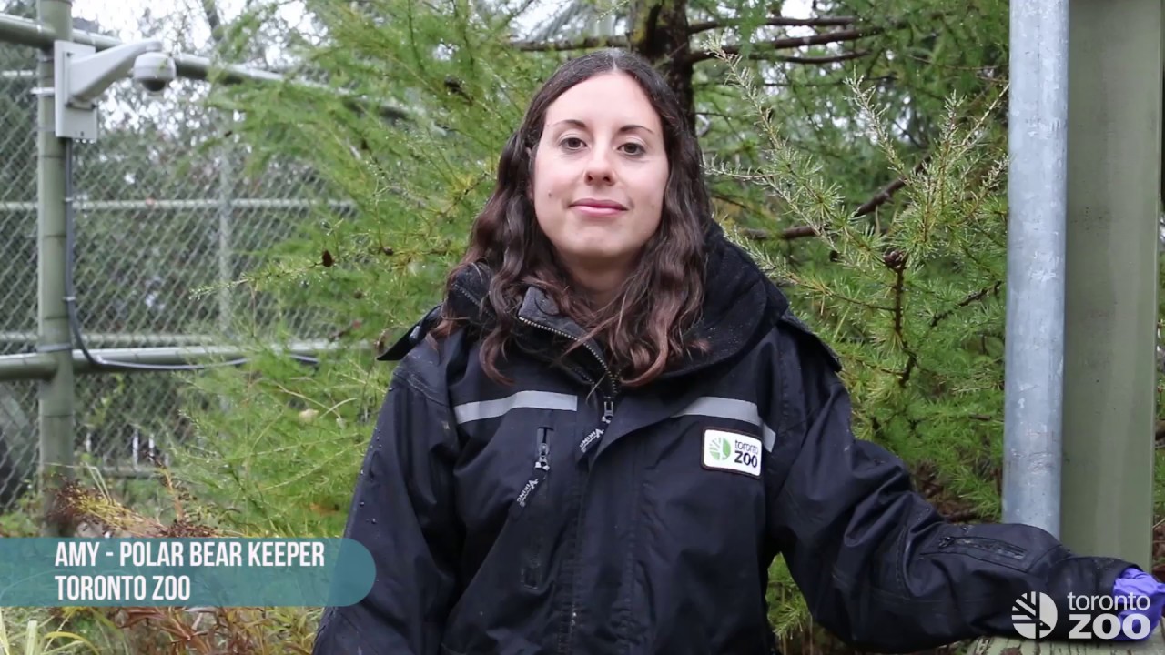 Toronto Zoo Polar Bears- Behavioural Training With Nikita