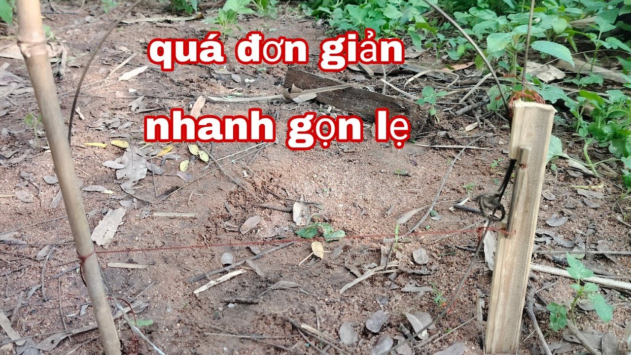 bẫy thòng đơn giản nhanh gọn lẹ