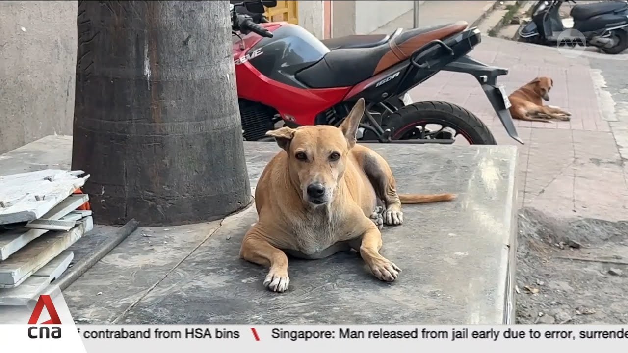 Animal lovers, activists say stray dogs being unfairly vilified in India