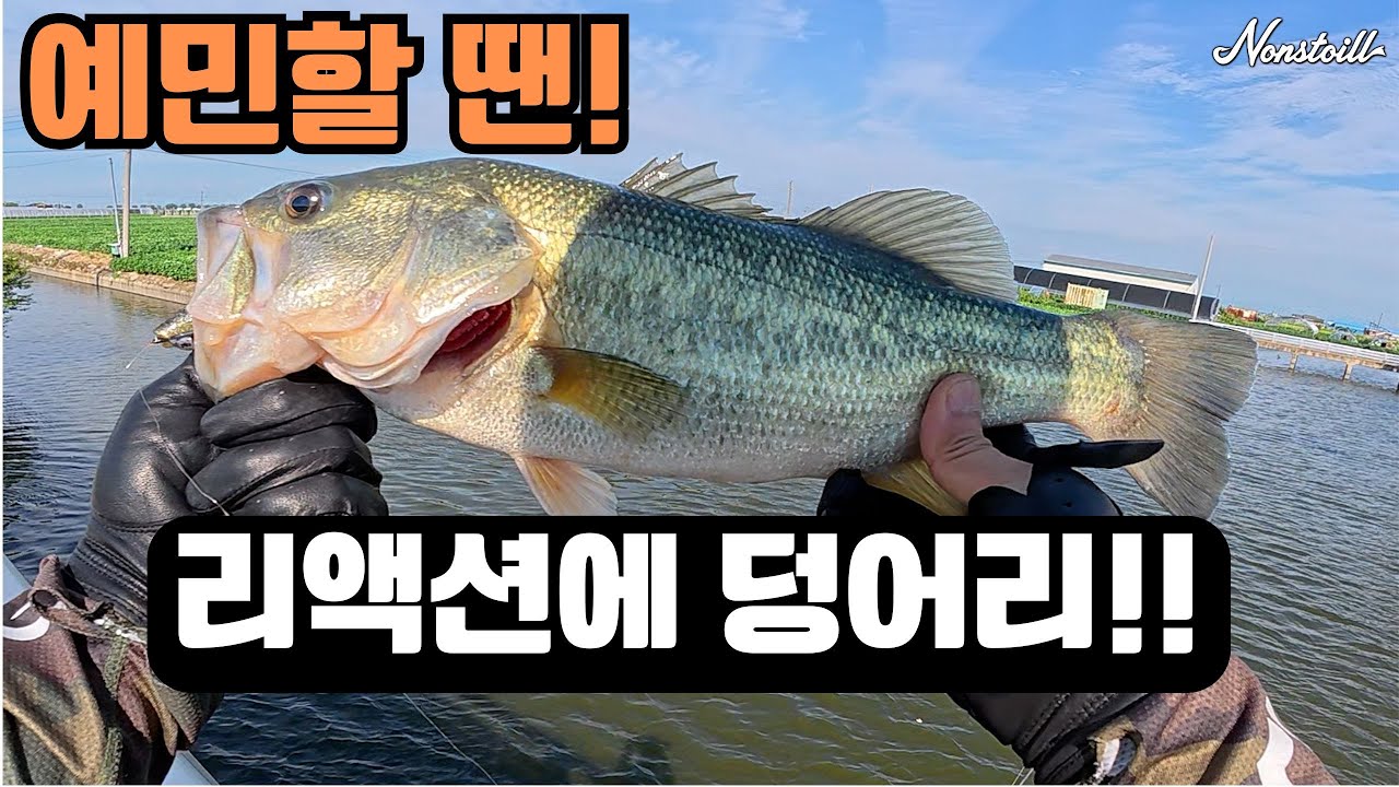[수로 포인트 공개] 예민할 땐 리액션에 퍽! 덩어리 배스 히트!
