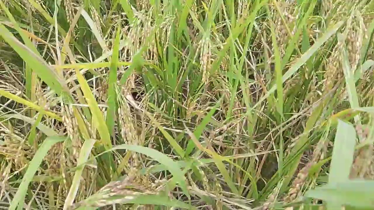 Petni mengbom padi.menjdi sukses... 