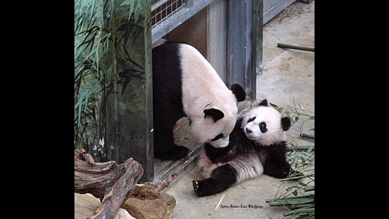Ouwehands Dierenpark - Fan Xing 7 months old  (2) (it's not a boy but a girl)
