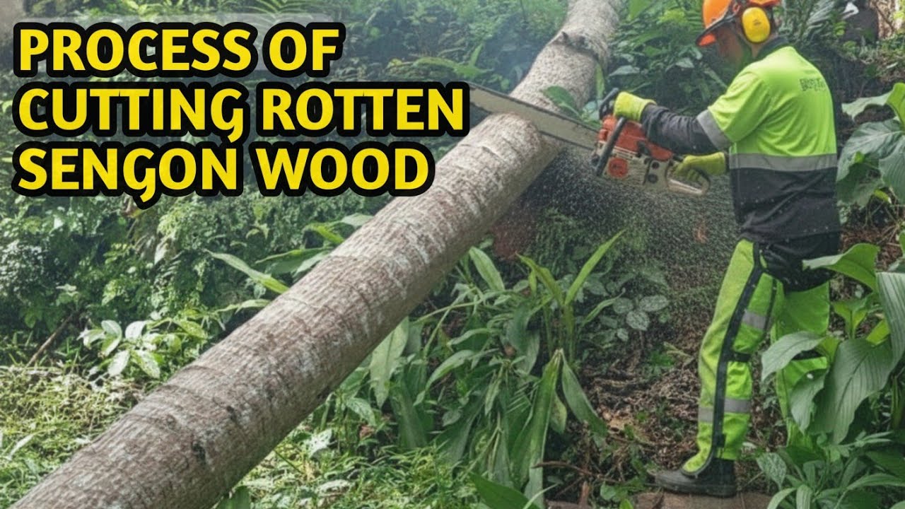 SENGON WOOD IS POROUS! #lumberjack #chainsawman #wood