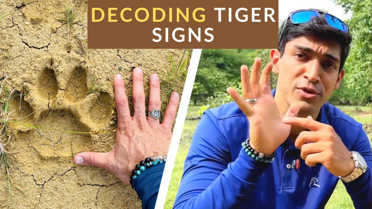 TRACKING TIGERS | HOW I DO IT! #safariwithsuyash