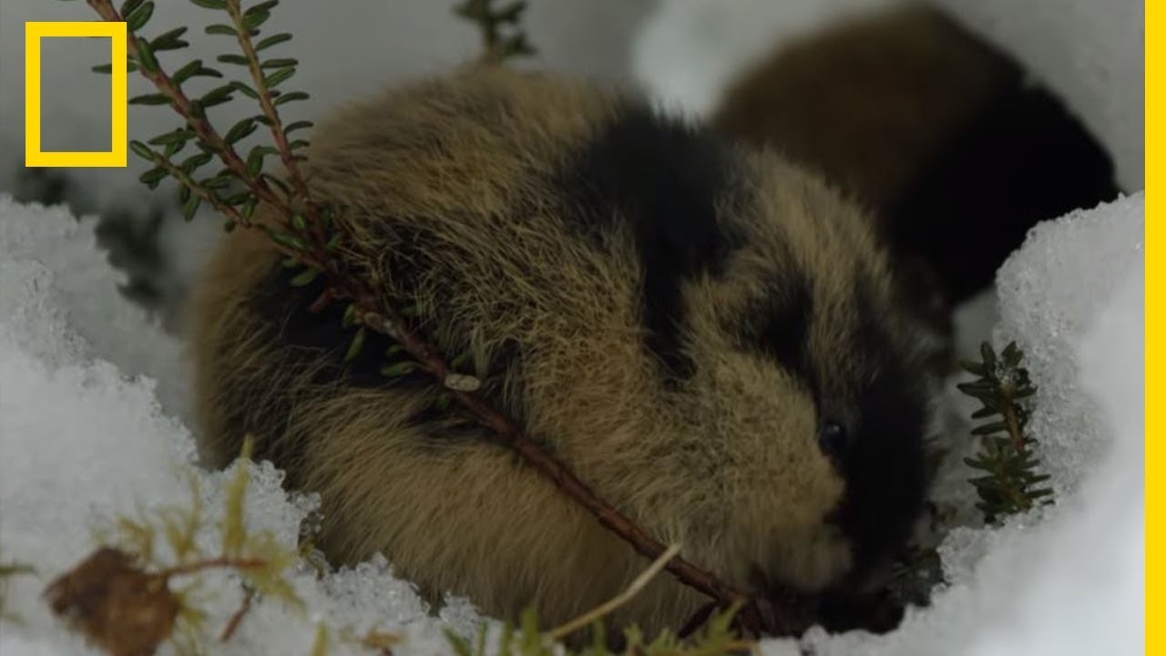 Connaissez-vous le lemming ?