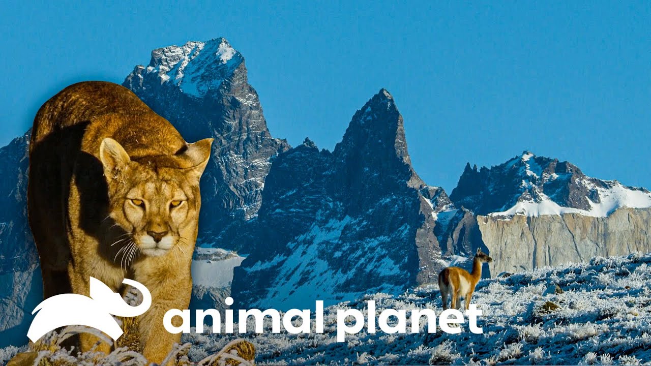 Los Andes: Uniendo dos mundos extremos | Misterios de Nuestro Planeta | Animal Planet