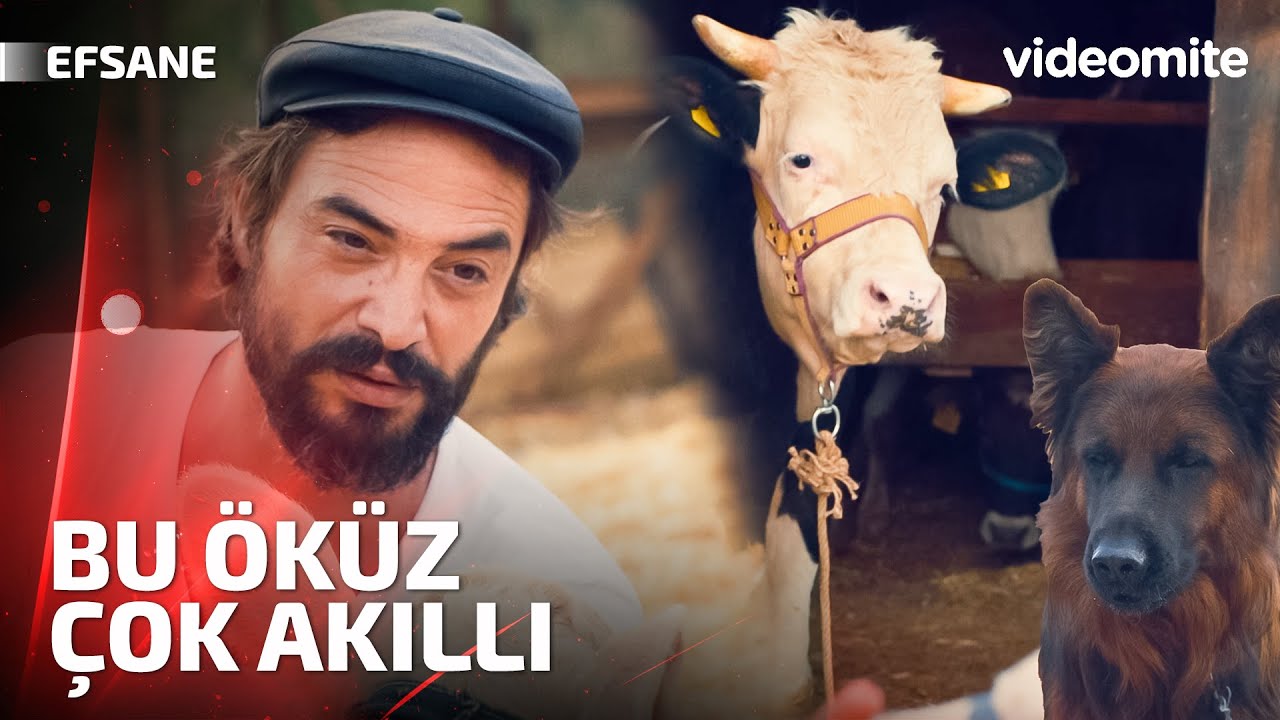 Sabahları Uyandırmak Senin Değil Horozun Görevi I Efsane