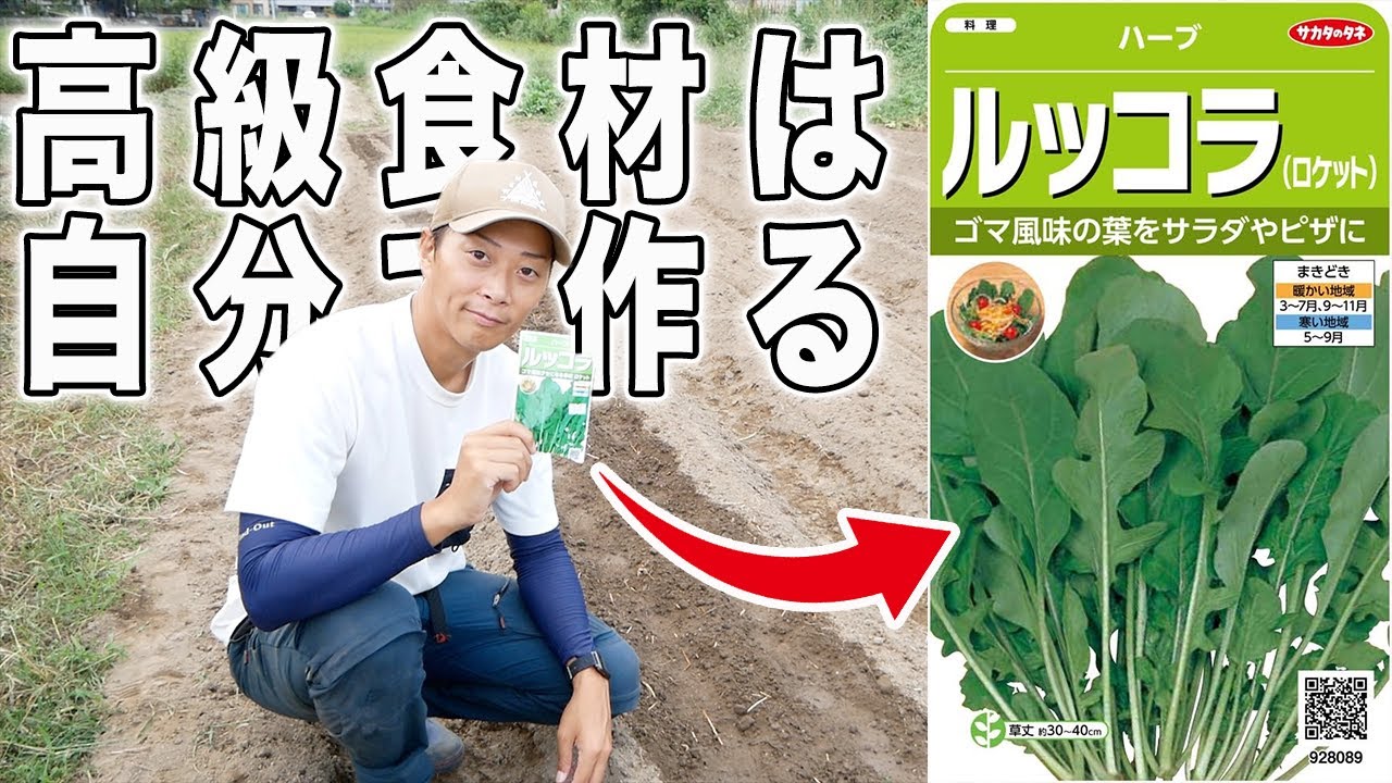 スーパーだと高いルッコラの種まき