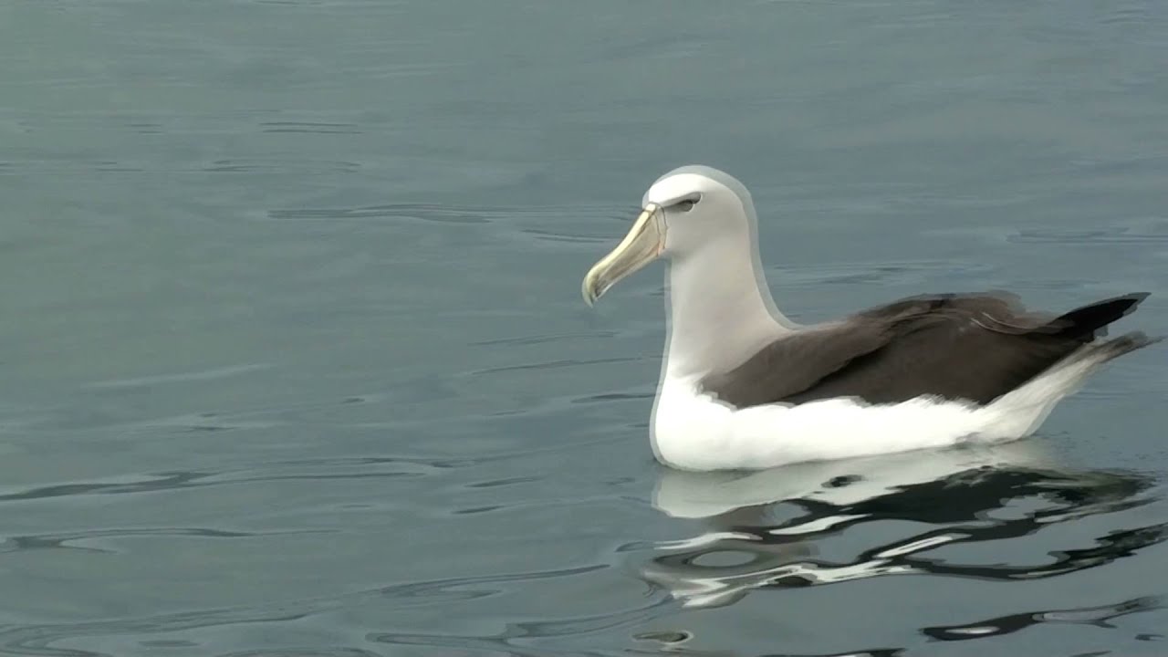 Salvin's Albatross Resting DEPN Kaikoura 18 Feb 2020