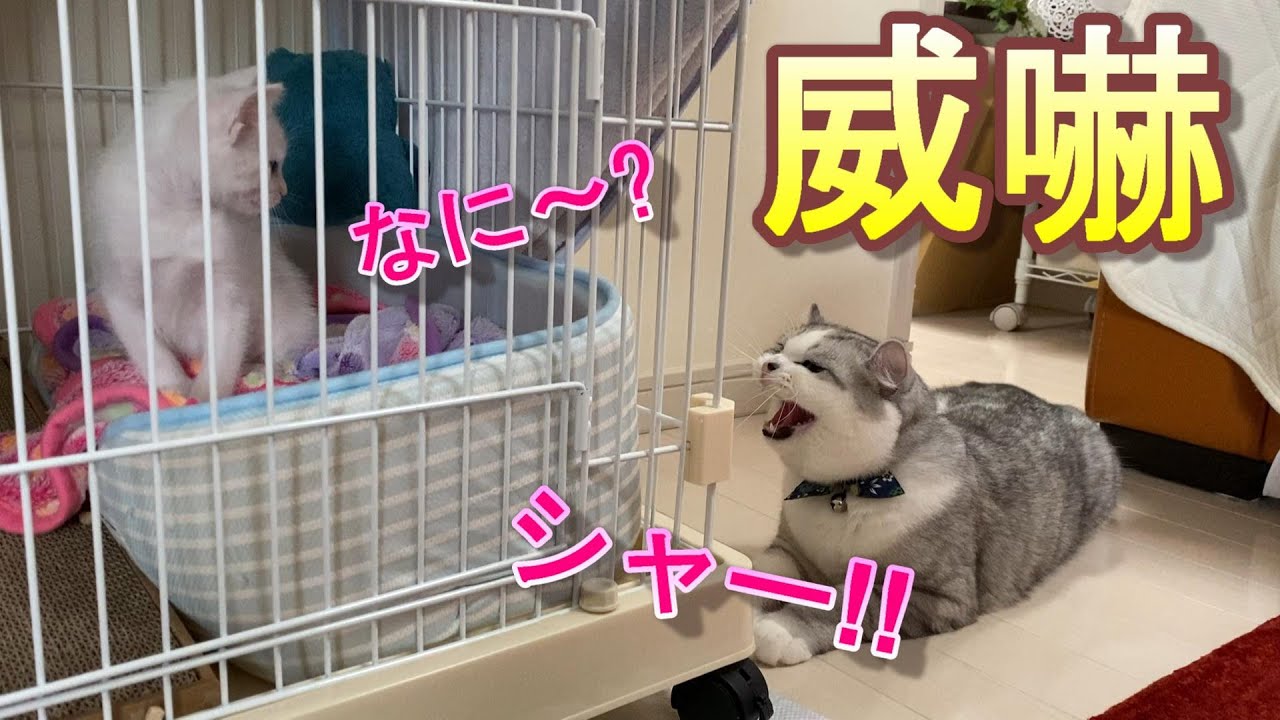 対面2日目でも、まだまだ威嚇し続ける先住猫とそれに動じない新入り子猫