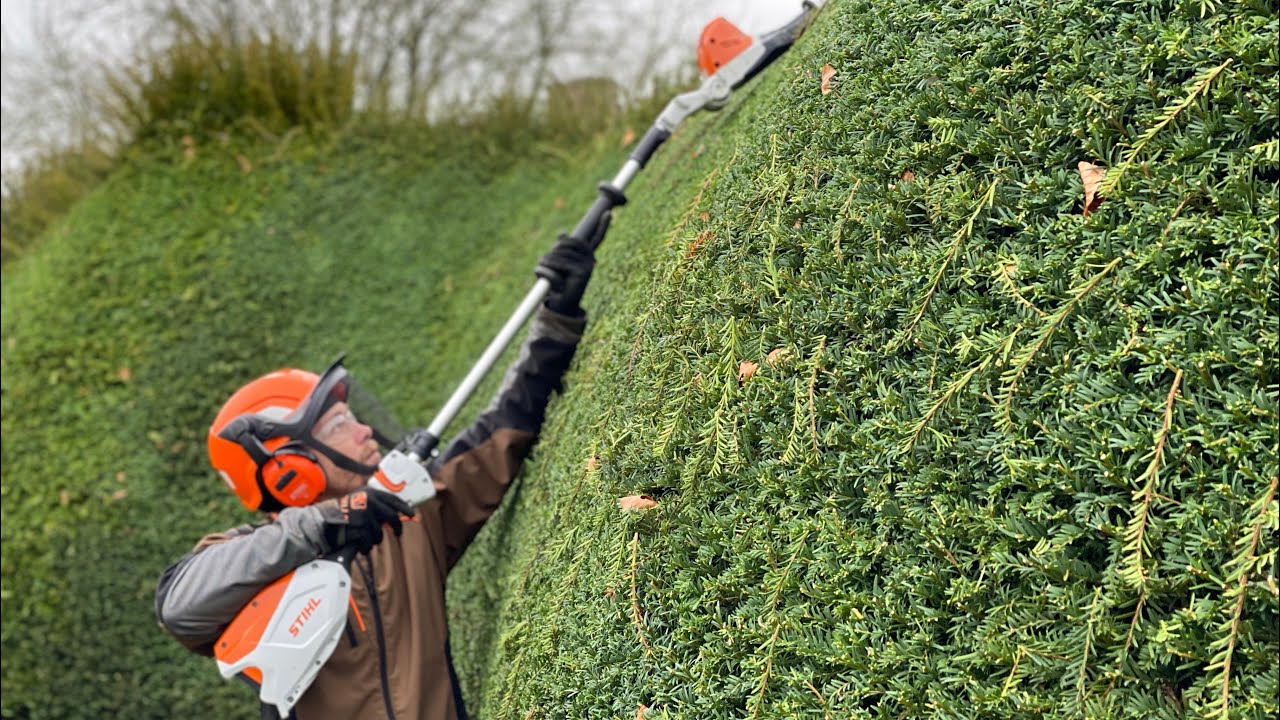 STIHL HLA 66 Trimming a yew hedge.