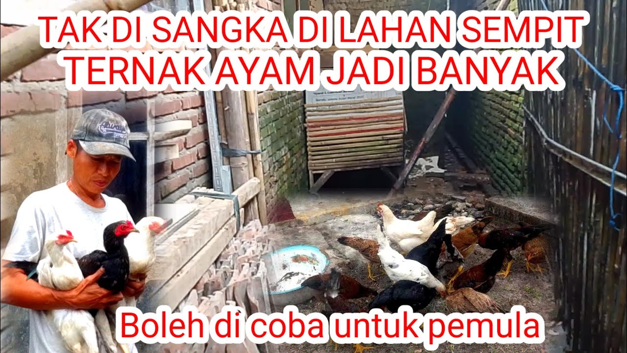 BEGINI CARANYA TERNAK AYAM KAMPUNG DI LAHAN YANG SEMPIT HASILNYA SANGAT MENGUNTUNGKAN 