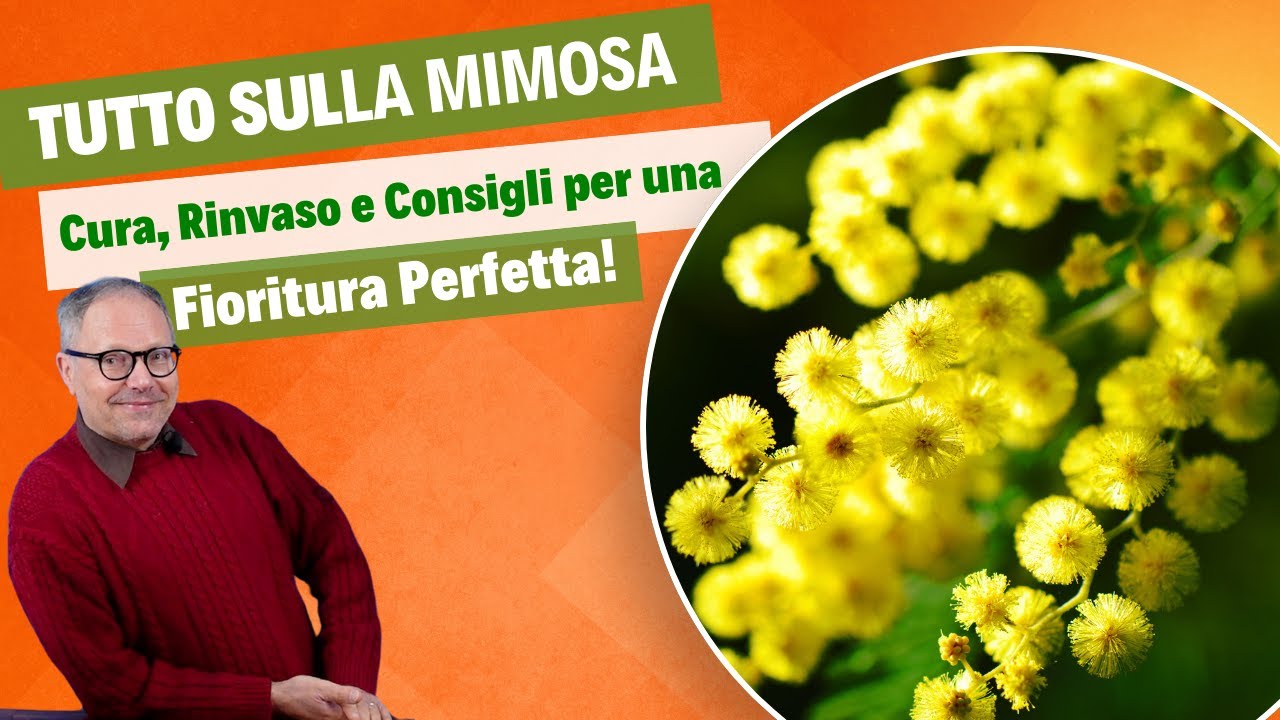 Tutto sulla Mimosa: Cura, Rinvaso, Consigli per una fioritura perfetta.