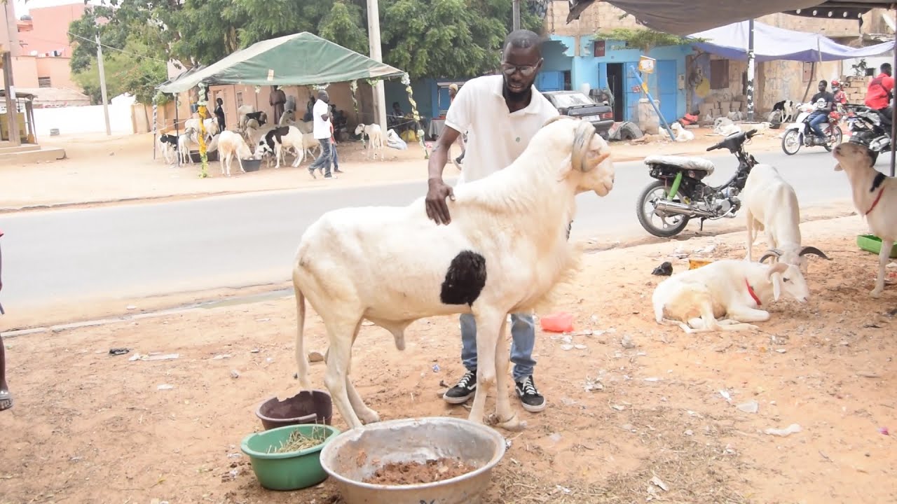 Opération Tabaski chez le champion  Moussa Diagne ( toute les races de mouton sont disponible )