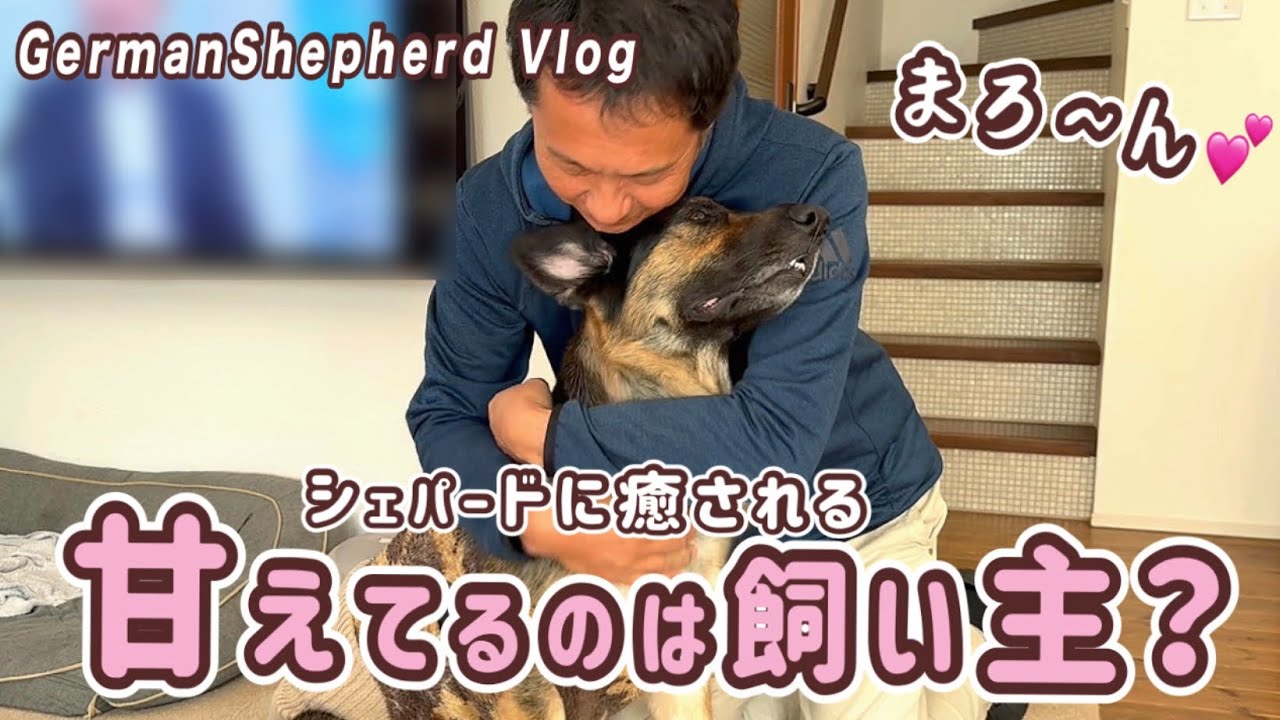 癒し犬シェパードに甘える飼い主😂まったり過ごす休日【ジャーマンシェパード】