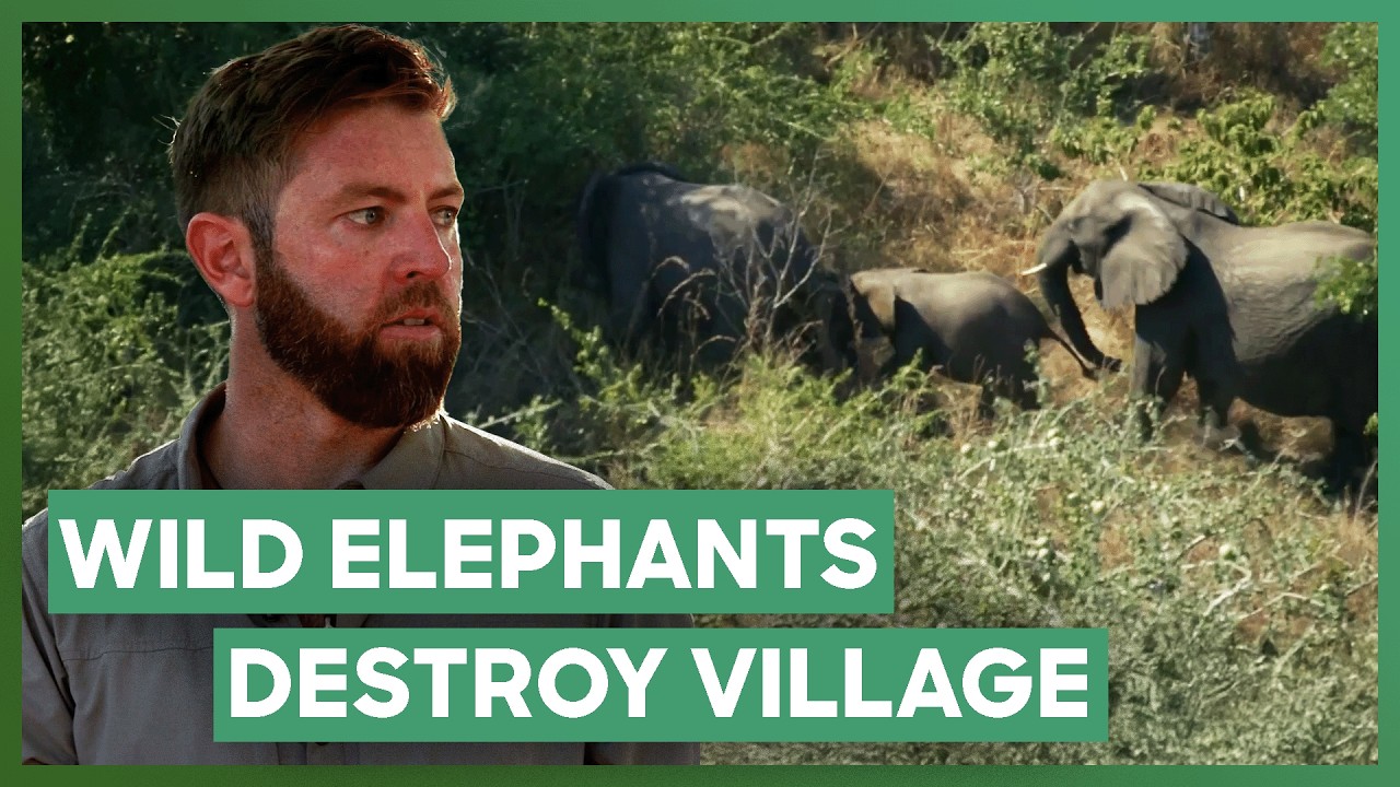 🐘⚠️ Wild Elephant Causes Chaos in Local Village | Mysterious Creatures With Forrest Galante
