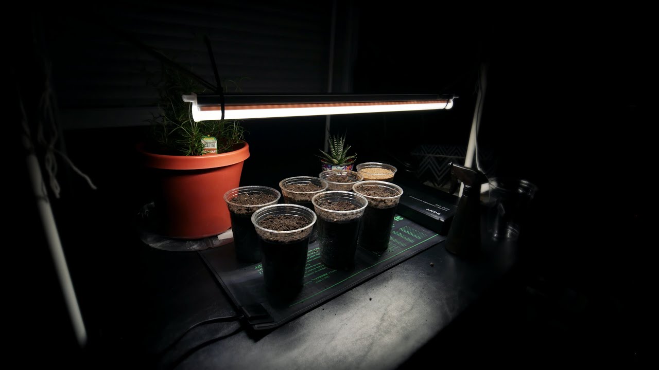 Growing My Lawn Indoors