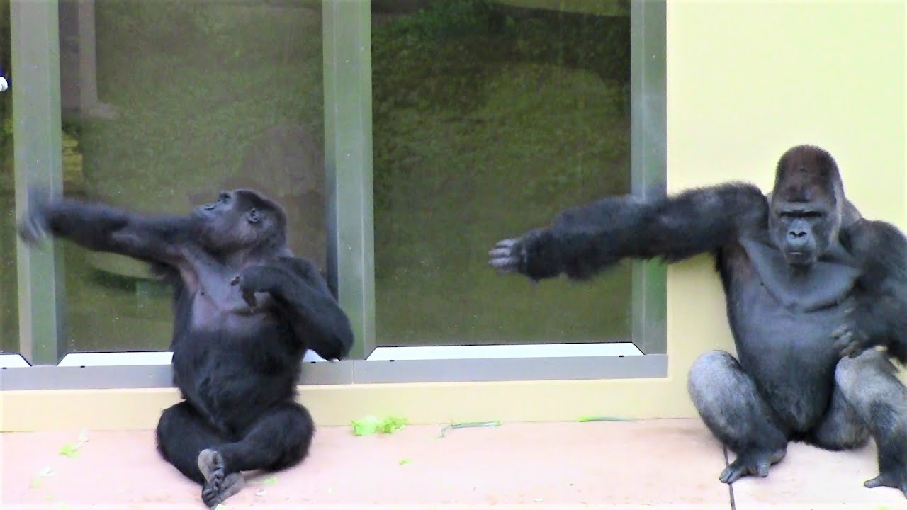 シャバーニと奥様のアイ 12  Shabani & wife Ai. gorilla