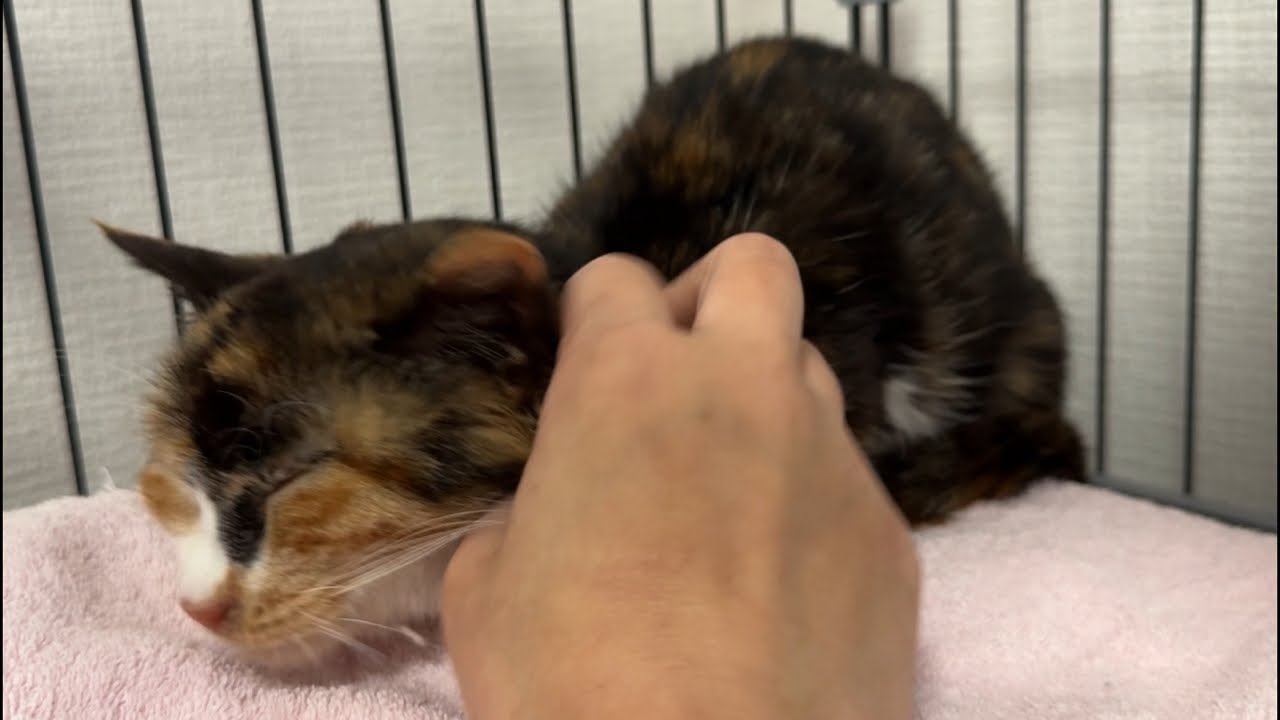 一昨日保護した子猫…連日の病院お疲れ様ライブ