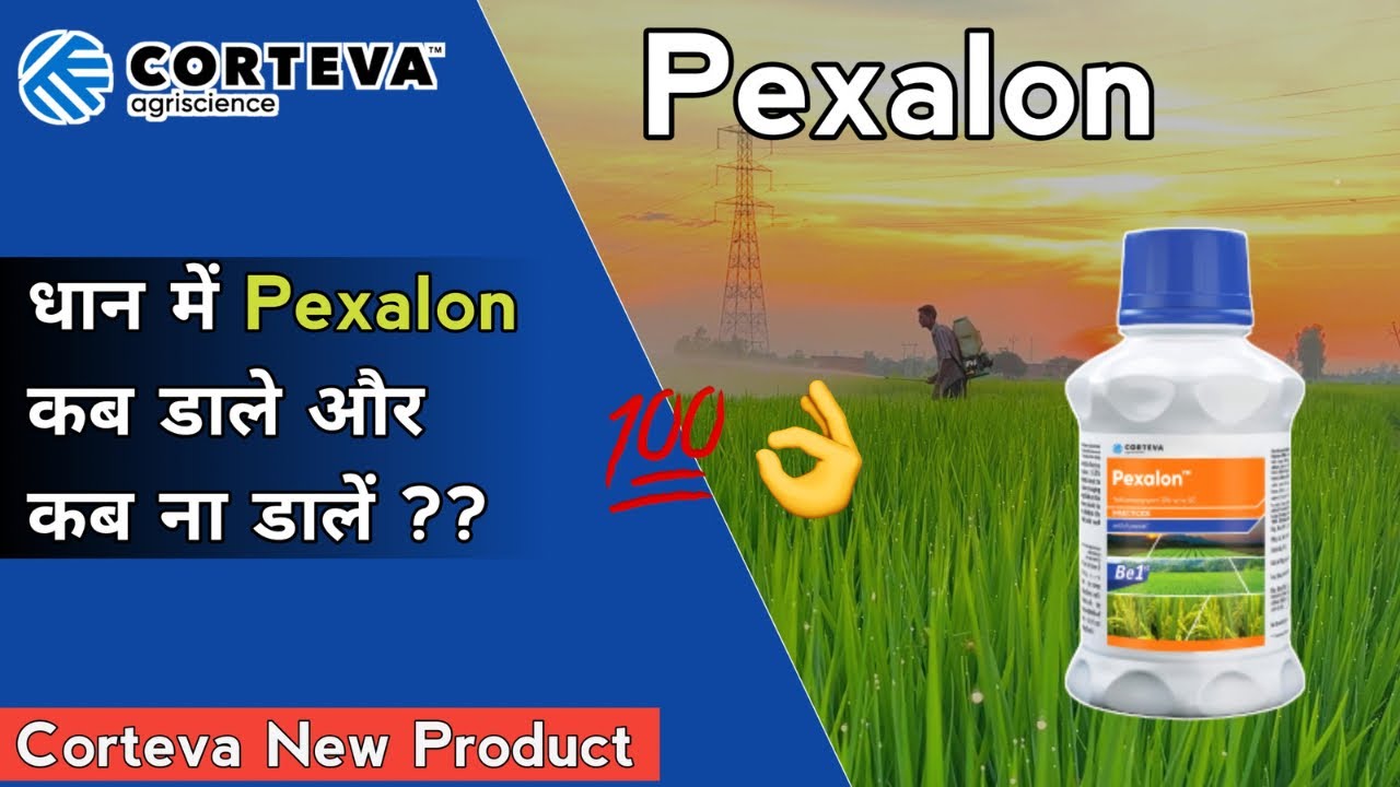 धान में Pexalon कब और क्यों डाले ? Corteva Pexalon | Dupont Pexalon | Triflumezopyrim 10% sc | Hindi