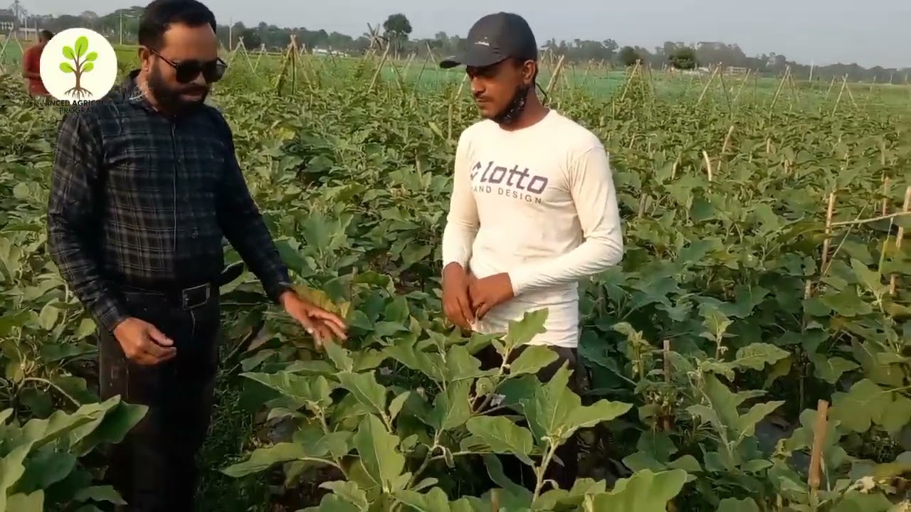 ভুল পরামর্শ বেগুন চাষে লাখ টাকা লোসান জামাল হোসেন যশোর