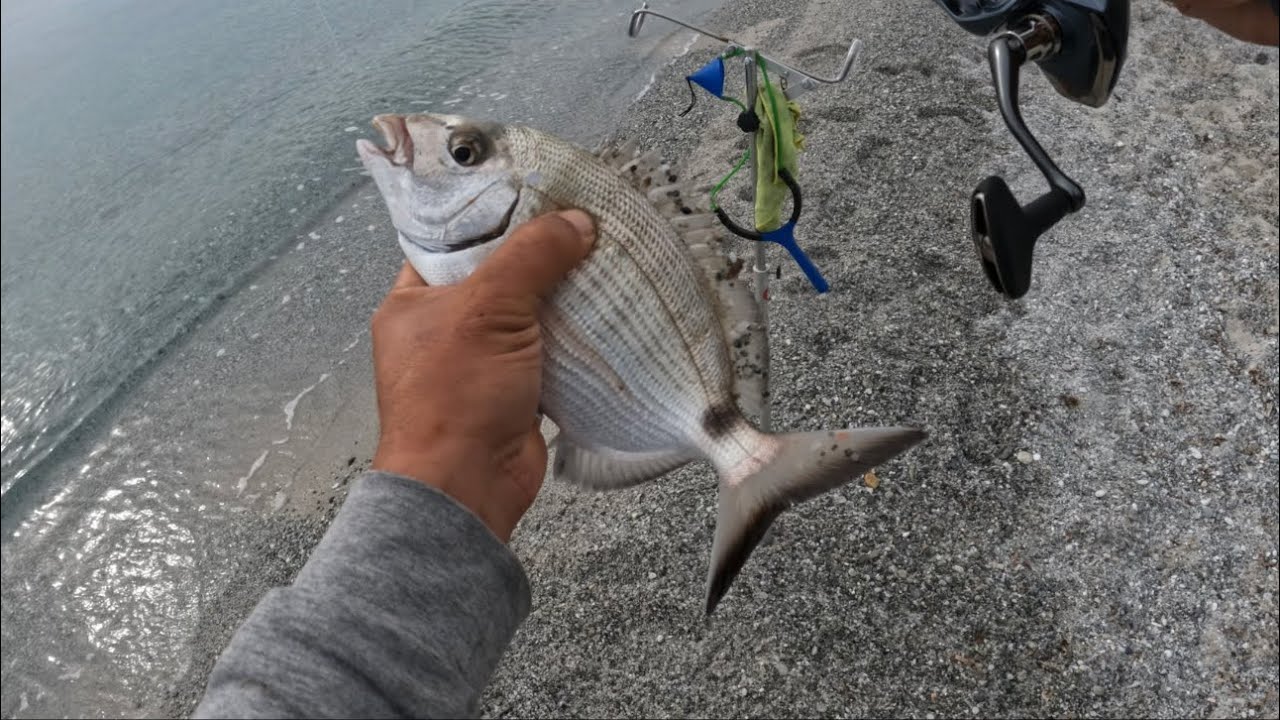 PESCATA PIANA DI CATTURA DIVERSE ORATA SARAGHI 🎣🌊🐟🐠