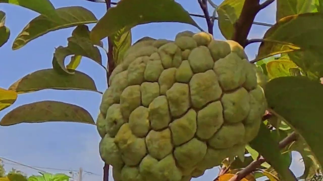 Khu Lai Xá... Phường Tân Phước ...