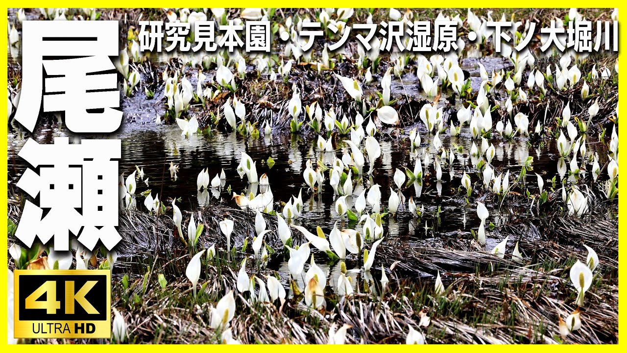 尾瀬の水芭蕉 2024 研究見本園
