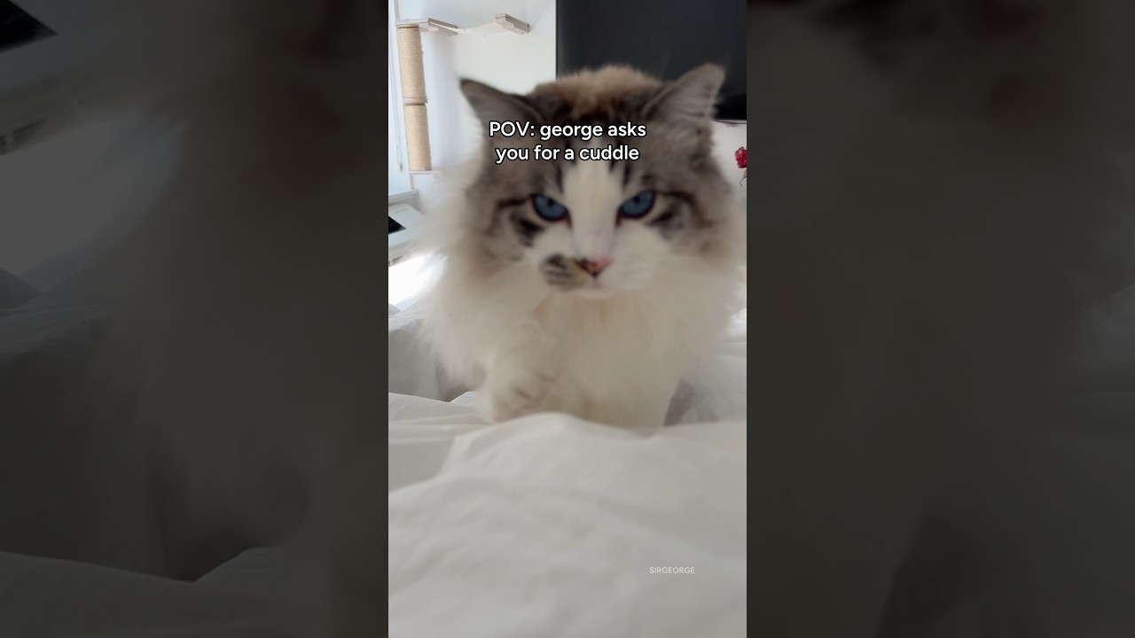 Clingy cat meows for a cuddle! #sirgeorge #cutecat #ragdolls