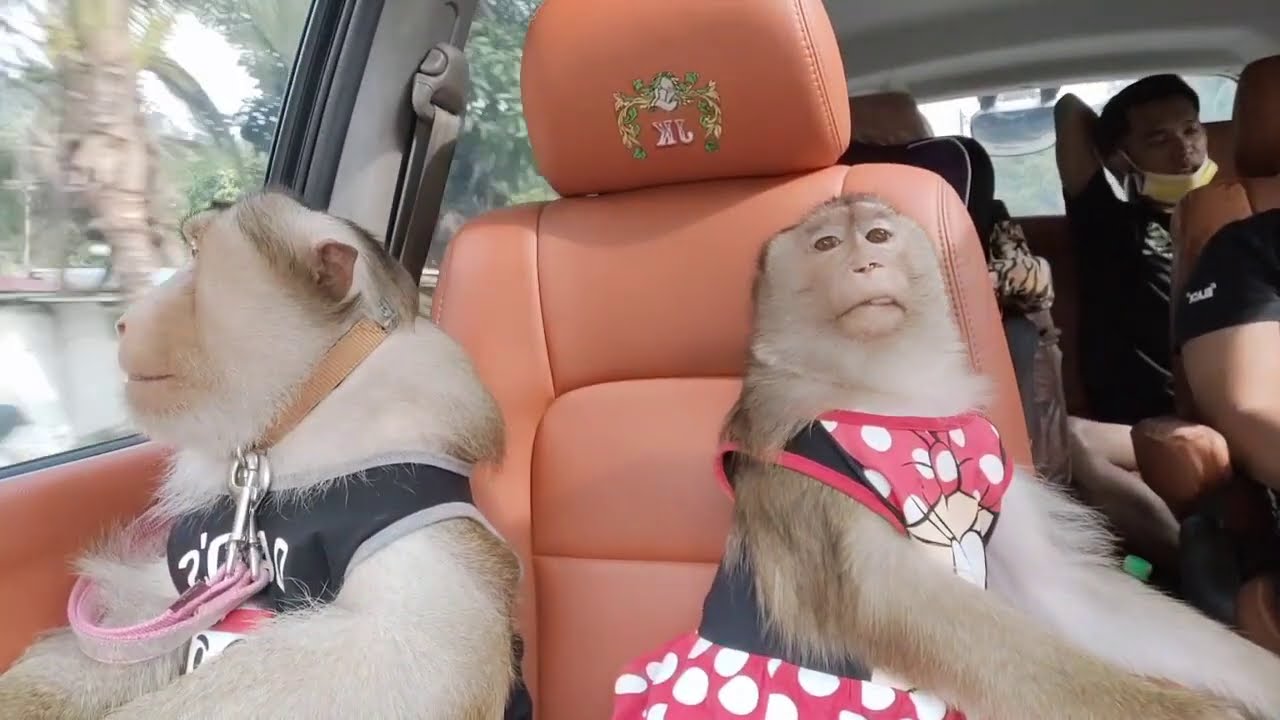 Jk Shaki Meet Group Pigtail Macaque