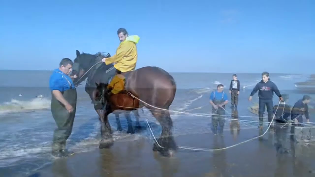 Garnalenvisser, Belgi&euml; (10/2017) - Bredene (0 meter), Garnaal / Shrimp / Crevette / Garnele