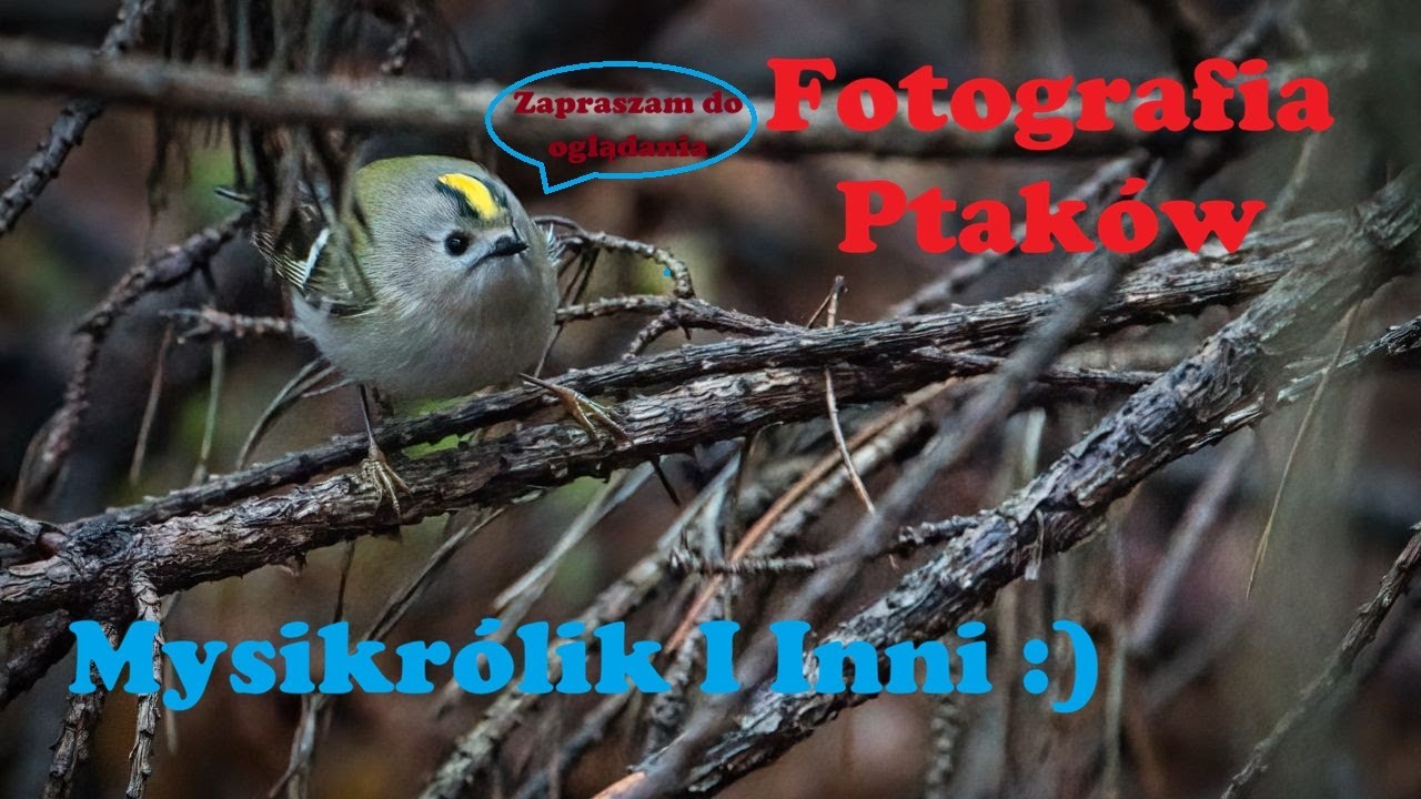 Fotografia Ptaków czyli Mysikróliki i inne Ptaszyska