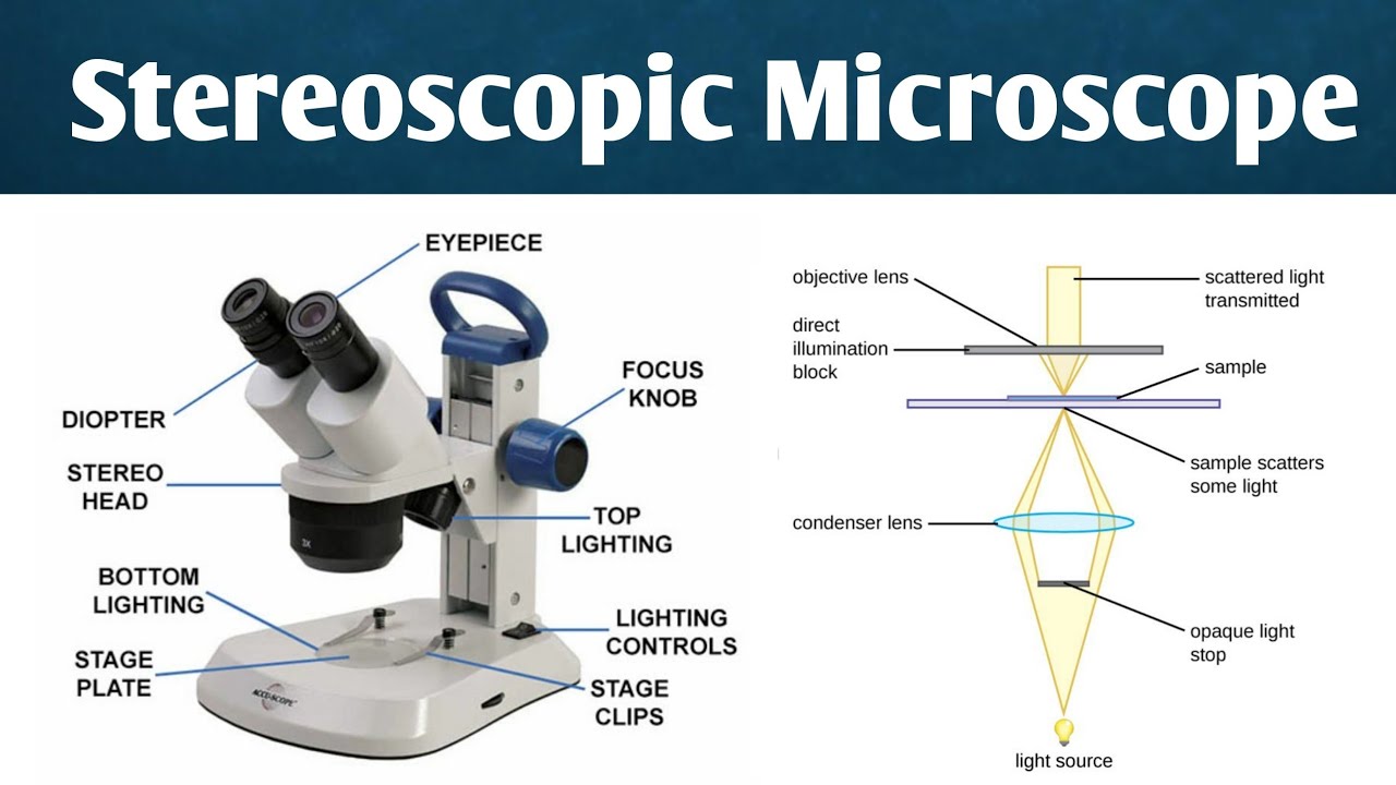 Seteroscopic microscope | instrumentation, History & working | forensic science