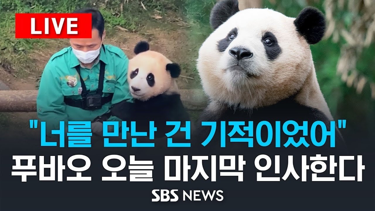 [🐼 푸바오 LIVE] 