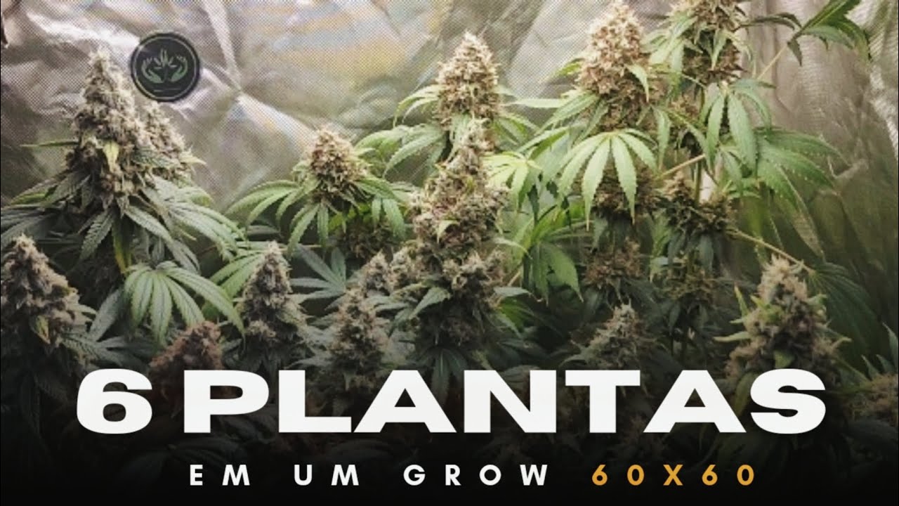 CULTIVEI 6 PLANTAS EM UM GROW 60X60 &ndash; Surpreendente!