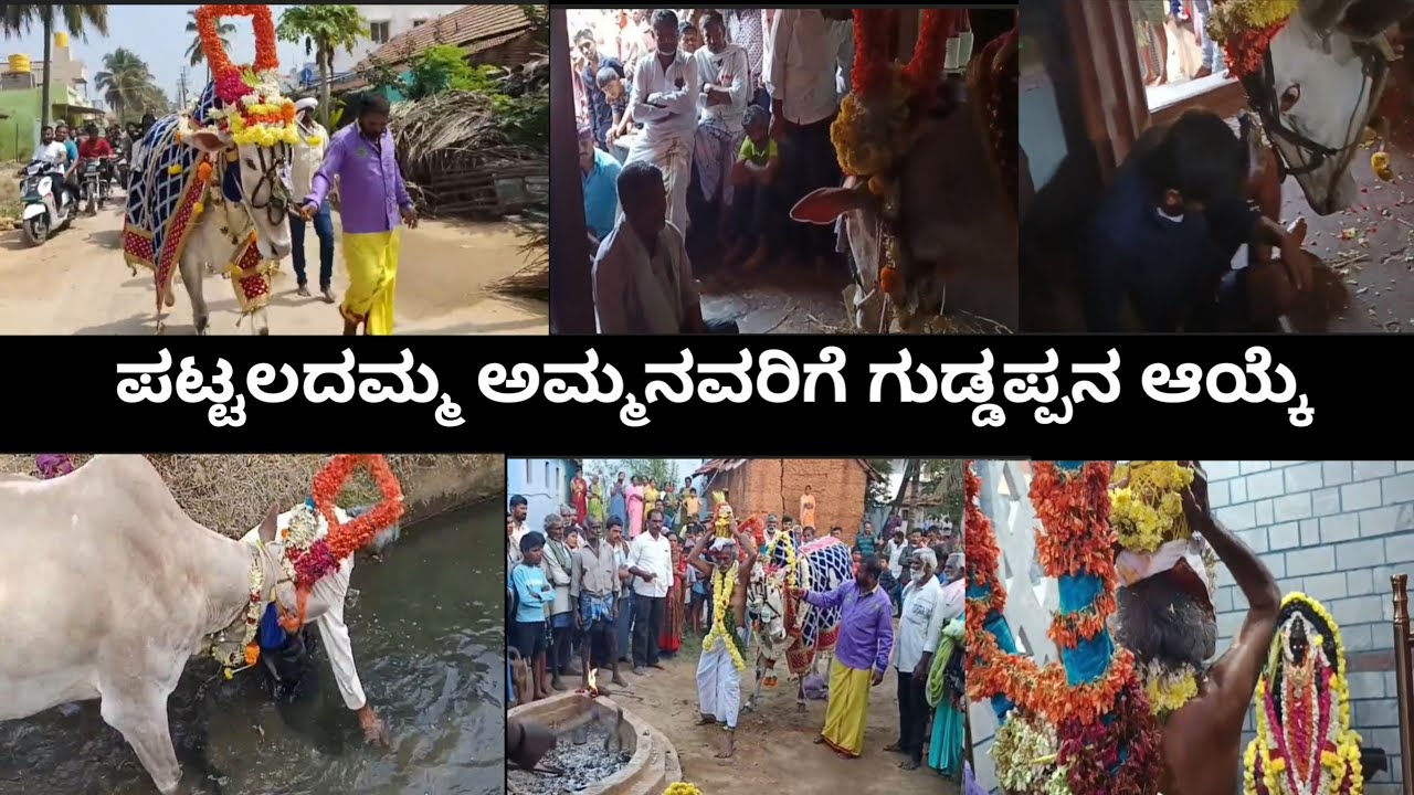  ಪಟ್ಟಲದಮ್ಮ ಅಮ್ಮನವರಿಗೆ ಗುಡ್ಡಪ್ಪನನ್ನ ಆಯ್ಕೆ ಮಾಡಿದ ಶ್ರೀಭೂಮಿ ಸಿದ್ದೇಶ್ವರ ಬಸಪ್ಪನವರು 8073331850/9945943790