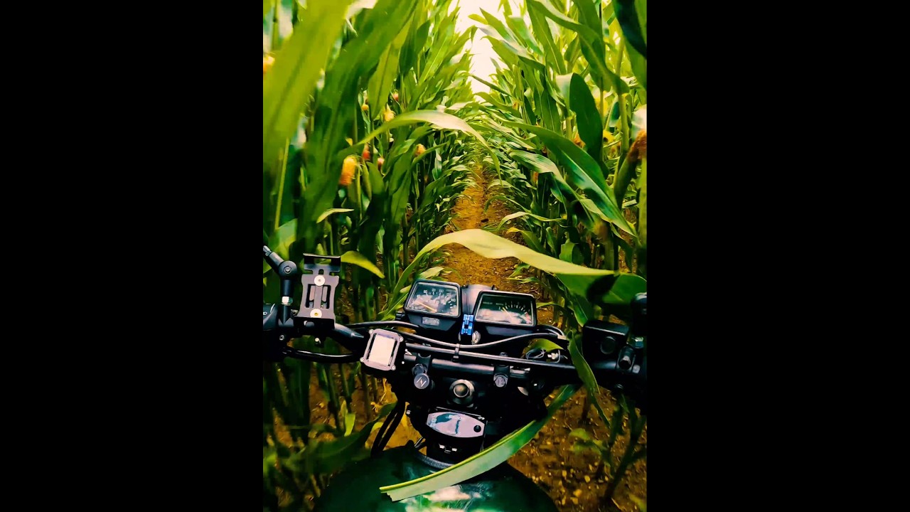 Через кукурузное поле на мотоцикле #yamaha #xt600 #tenere #custom #scrambler ##biker #adventure