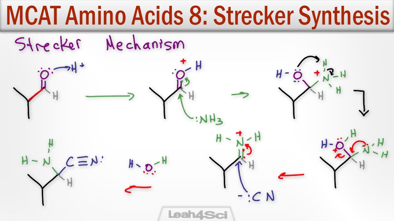 Strecker Synthesis of Alpha Amino Acids