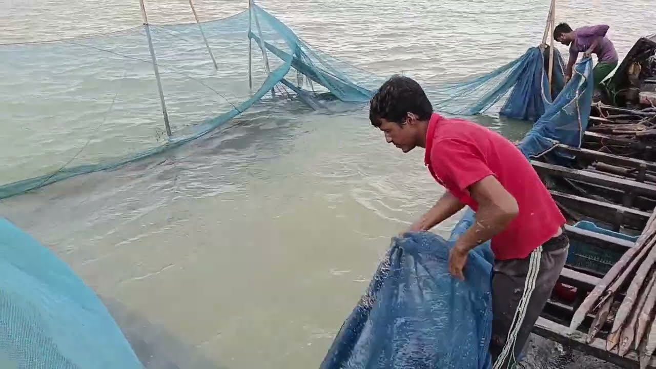 Haor Fishing || কাঠা থেকে মাছ আহরণ