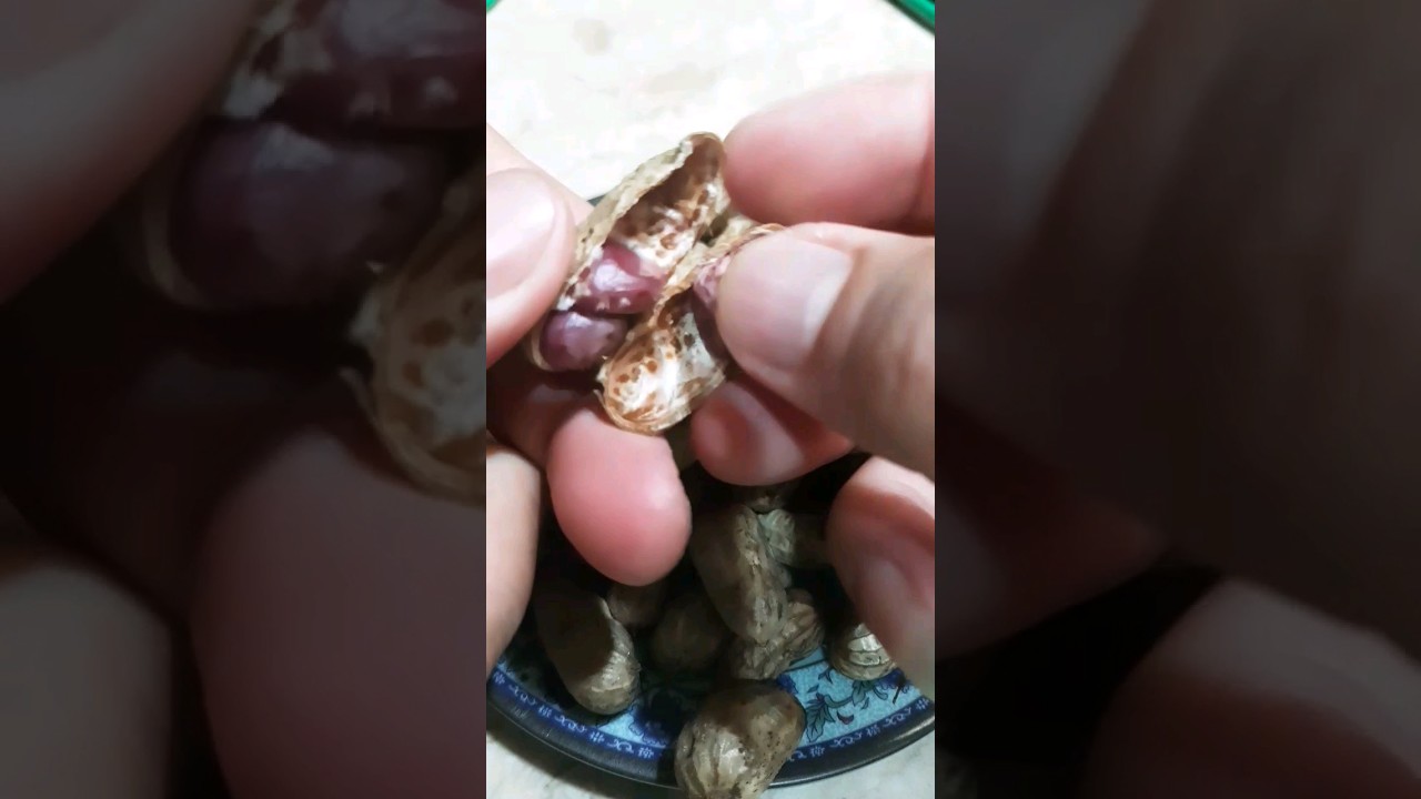 cracking peanuts #nuts #asmrsounds #sounds #asmr #satisfying #trending #viral #shortvideo #shorts