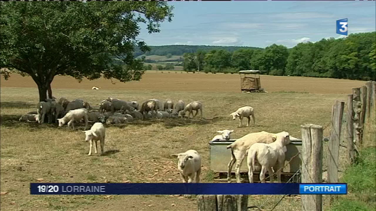 Portrait d'une &eacute;leveuse d'ovins