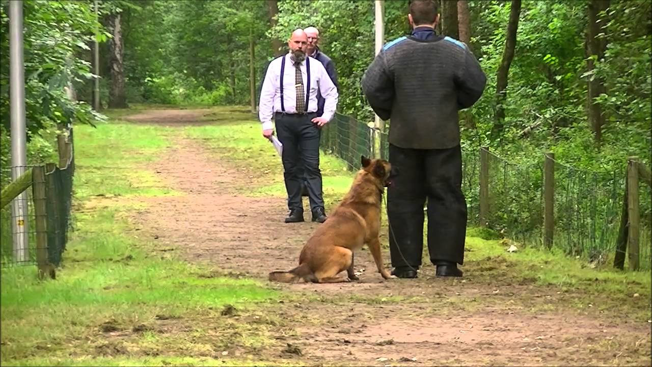 KNPV objectbewakingshond Tino met directeur