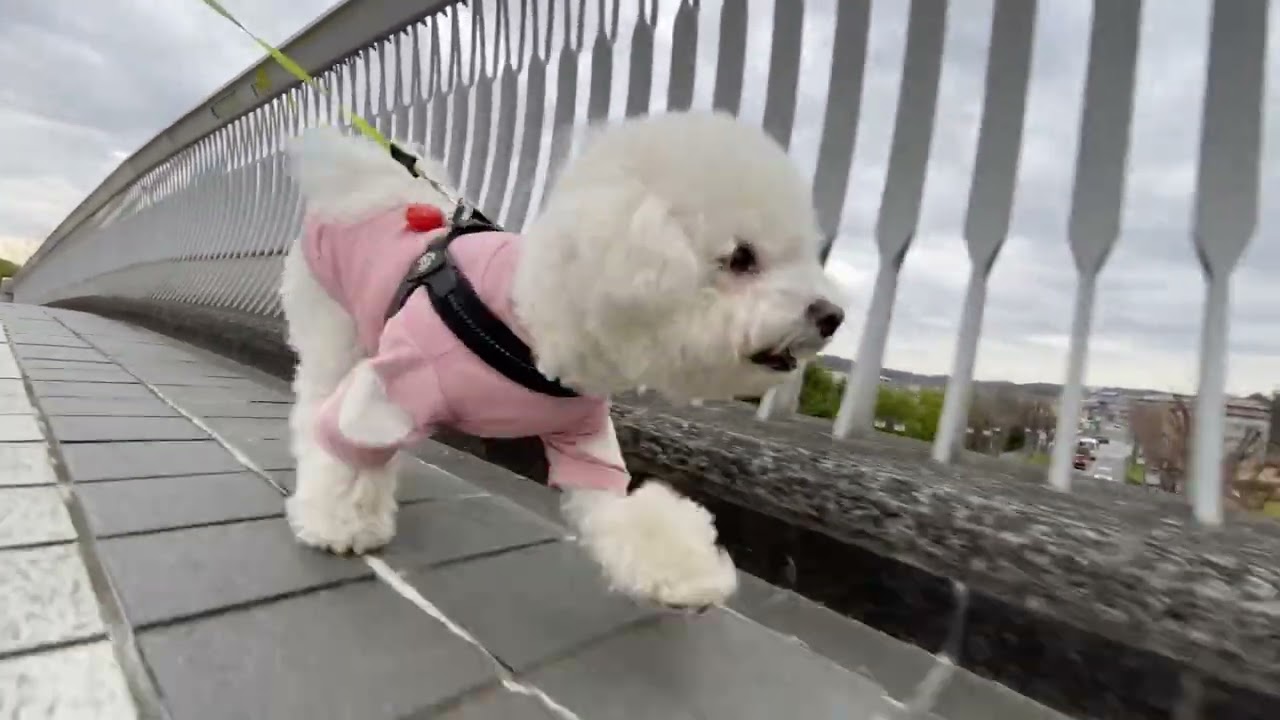 Lura's Walk_L034＃犬＃ペット＃ルラ＃ルラウォーク＃ビションフリーゼ＃bichon frisé＃お散歩＃ルラ＃ワンコ＃小型犬＃dog＃walk#walking#もふもふ＃ふわふわ